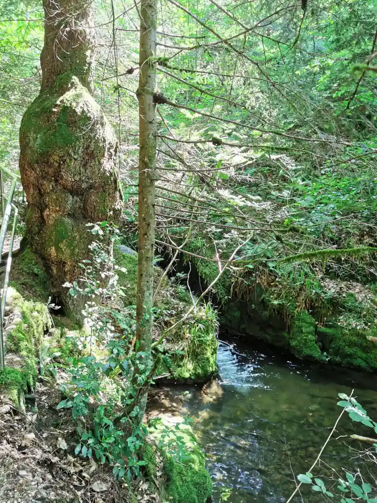 Gottschlägbach_Baumgeschwür_25