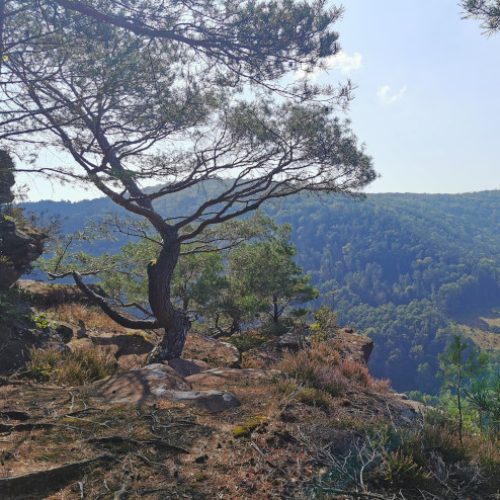 Kostenfelsen_5